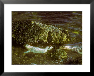 Grey Seal, Swimming With Pup by David Boag Pricing Limited Edition Print image