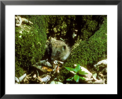 Hedgehog, Adult by David Boag Pricing Limited Edition Print image