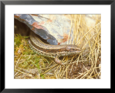 Common Lizard, Lacerta Vivipara by David Boag Pricing Limited Edition Print image