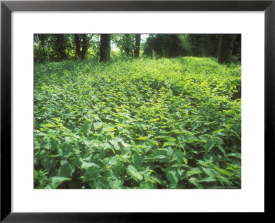 Stinging Nettles, Spring by David Boag Pricing Limited Edition Print image
