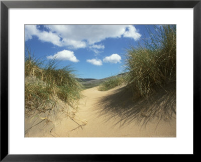 Sand Dune And Marram Grass, Ireland by David Boag Pricing Limited Edition Print image