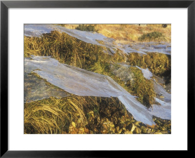Broken Ice by David Boag Pricing Limited Edition Print image
