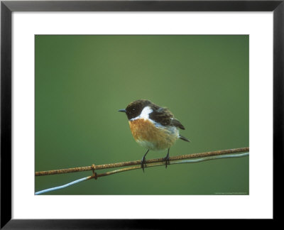Stonechat, Adult Male On Wire by David Boag Pricing Limited Edition Print image