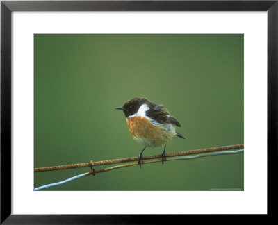Stonechat, Adult Male On Wire by David Boag Pricing Limited Edition Print image