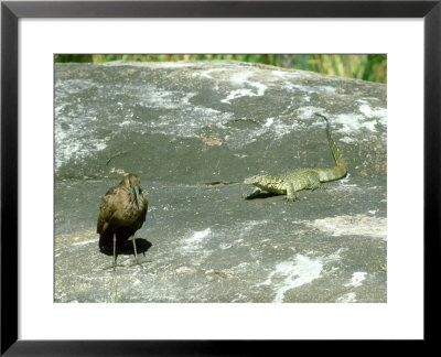 Nile Monitor, And Hammerkop, Africa by Liz Bomford Pricing Limited Edition Print image