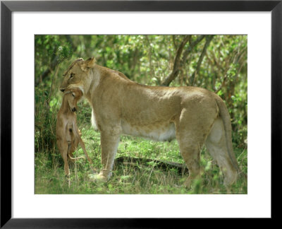 Lioness, Killing Topi Calf, Kenya by David W. Breed Pricing Limited Edition Print image