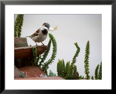 House Sparrow, With Nesting Material, Spain by Olaf Broders Pricing Limited Edition Print image