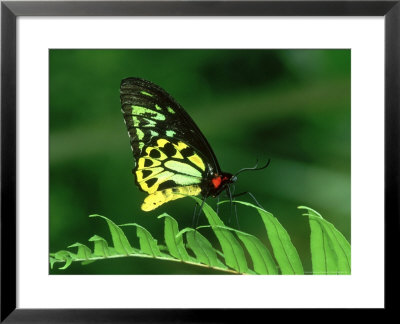 Cairns Birdwing, Queensland, Australia by Robin Bush Pricing Limited Edition Print image