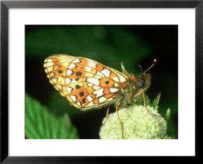 Small Pearl-Bordered, Male, Underside by Terry Button Pricing Limited Edition Print image