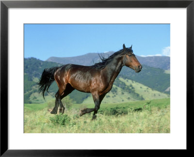Montana Traveler Stallion Running, Montana by Alan And Sandy Carey Pricing Limited Edition Print image