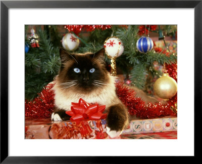 Cat Relaxing Under Christmas Tree by Alan And Sandy Carey Pricing Limited Edition Print image