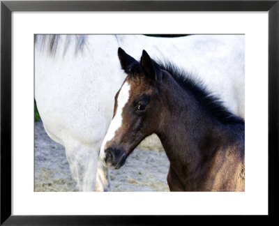 Mare And One Day Old Foal In Meadow, France by Alain Christof Pricing Limited Edition Print image