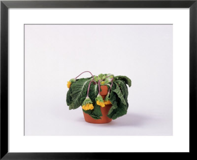 Primula In Wilting Condition, Lacking Water by Martyn Chillmaid Pricing Limited Edition Print image