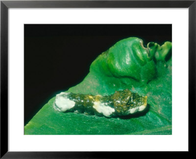 Caterpillar Disguised As Bird Dropping, Central America by Waina Cheng Pricing Limited Edition Print image