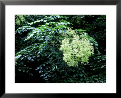 Hercules Club Or Devils Walking Stick In Flower, Tn by Willard Clay Pricing Limited Edition Print image