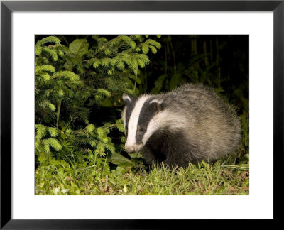 Badger, Foraging, Vaud, Switzerland by David Courtenay Pricing Limited Edition Print image
