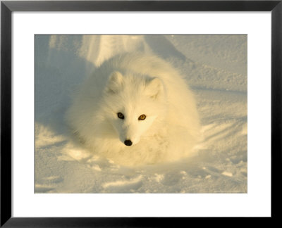 Arctic Fox, Along The Ice Edge Of Hudson Bay, Manitoba, Canada by Daniel Cox Pricing Limited Edition Print image