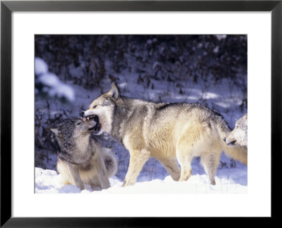 Gray Wolves, Submitting To Alpha Male, Montana by Daniel Cox Pricing Limited Edition Print image