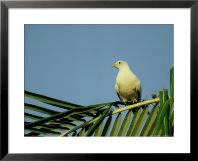 Torresian Imperial Pigeon, Australia by Kenneth Day Pricing Limited Edition Print image