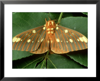 Reagal Moth, Citheronia Regalis Ohio by David M. Dennis Pricing Limited Edition Print image
