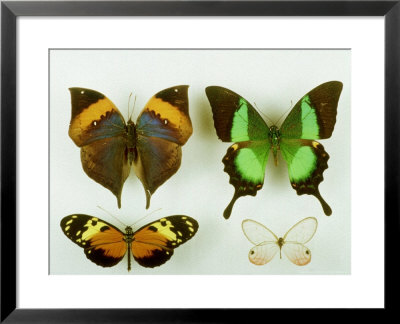 Museum Specimens Of Tropical Butterflies by David M. Dennis Pricing Limited Edition Print image