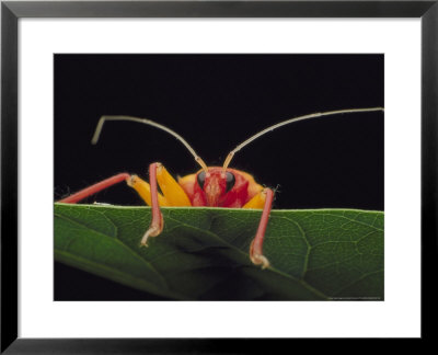 Assassin Bug, Platymeris Biguttata Newly Moulted, Africa by David M. Dennis Pricing Limited Edition Print image