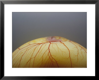 Living Chick Embryo & Yolk by David M. Dennis Pricing Limited Edition Print image