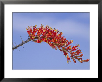Ocotillofouquieria Splendenstexas, Big Bend National Park by David M. Dennis Pricing Limited Edition Print image