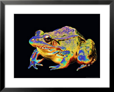 Northern Leopard Frog by David M. Dennis Pricing Limited Edition Print image