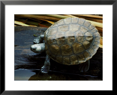 Batagur Turtle by David M. Dennis Pricing Limited Edition Print image