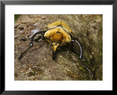 Rhinoceros Beetle, Panama by David M. Dennis Pricing Limited Edition Print image