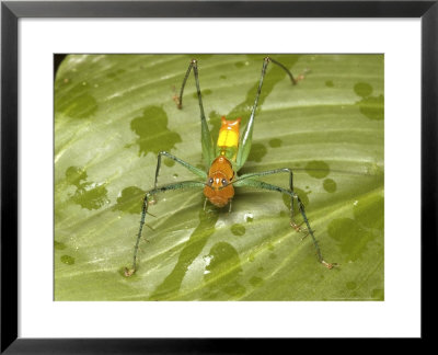 Katydid, Quipos, Costa Rica by David M. Dennis Pricing Limited Edition Print image