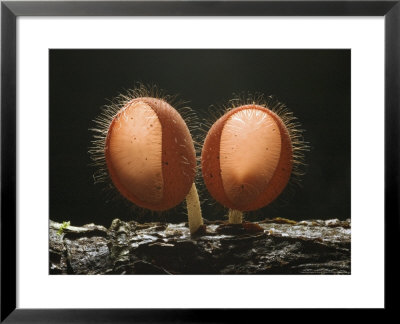 Hairy Stalked Cup Fungi, Costa Rica by David M. Dennis Pricing Limited Edition Print image