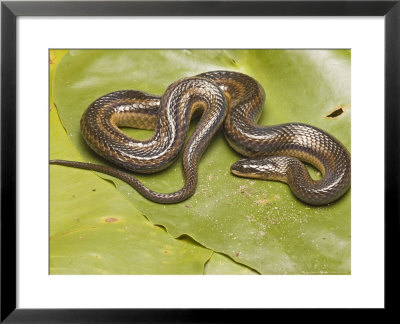 Striped Crayfish Snake, Sarasota County, Florida, Usa by David M. Dennis Pricing Limited Edition Print image
