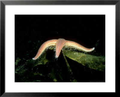 Common Starfish, Vaderdarna, Sweden by Fredrik Ehrenstrom Pricing Limited Edition Print image