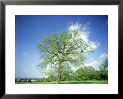 Oak In Spring by Mike England Pricing Limited Edition Print image