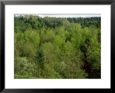 Cowley Woods In Spring, Gloucestershire, England by Mike England Pricing Limited Edition Print image