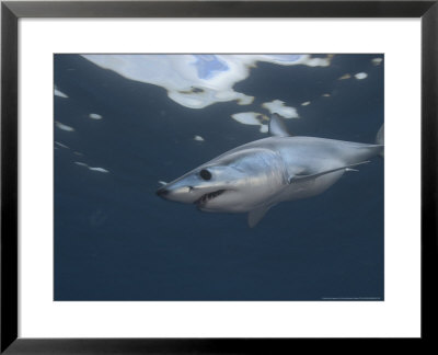 Mako Shark, Cape Point, Atlantic Ocean by Chris And Monique Fallows Pricing Limited Edition Print image