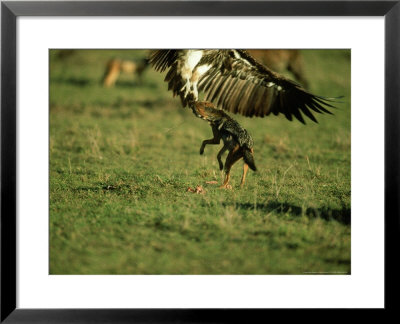 Black-Backed Jackal, Attacking White-Backed Vulture, Kenya by Berndt Fischer Pricing Limited Edition Print image