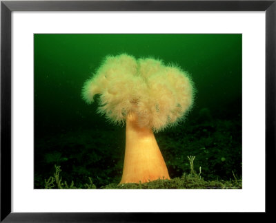 Plumrose Anemone, British Columbia, Canada by David B. Fleetham Pricing Limited Edition Print image