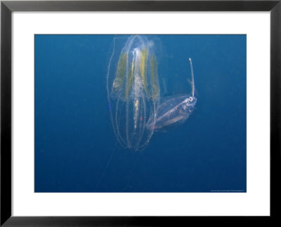 Comb Jelly, With Unknown Species Of Fish, Indonesia by David B. Fleetham Pricing Limited Edition Print image