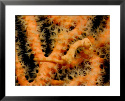 Pygmy Seahorse On Soft Coral, Malaysia by David B. Fleetham Pricing Limited Edition Print image