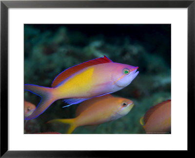 Peach Anthias, Male, Malaysia by David B. Fleetham Pricing Limited Edition Print image