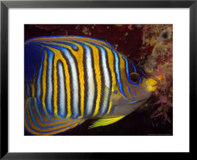 Regal Angelfish, Sipidan Island, Malaysia by David B. Fleetham Pricing Limited Edition Print image