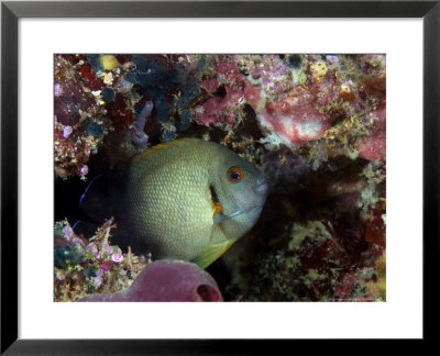 Pearlscale Angelfish, Sipidan Island, Malaysia by David B. Fleetham Pricing Limited Edition Print image