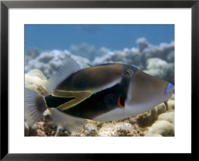 Picasso Triggerfish, Hawaii by David B. Fleetham Pricing Limited Edition Print image