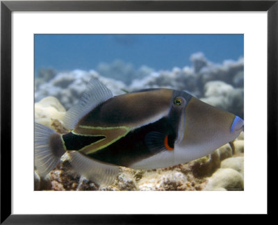 Picasso Triggerfish, Hawaii by David B. Fleetham Pricing Limited Edition Print image