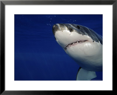 Great White Shark, Guadalupe Island, Mexico by David B. Fleetham Pricing Limited Edition Print image