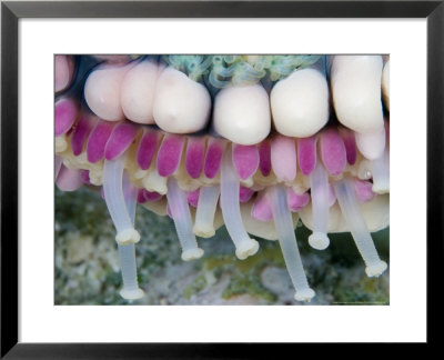 Tube Feet Of A Seastar/Starfish, Indonesia by David B. Fleetham Pricing Limited Edition Print image