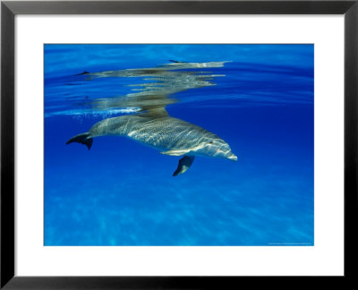 Atlantic Bottlenose Dolphin, Bahamas by David B. Fleetham Pricing Limited Edition Print image